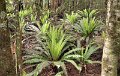E (145) Crown Ferns (Blechnum discolor)